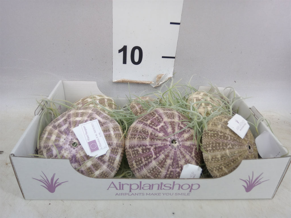 Tillandsia-arrangement 'Jellyfish' large (pot 7 cm, 7 cm)