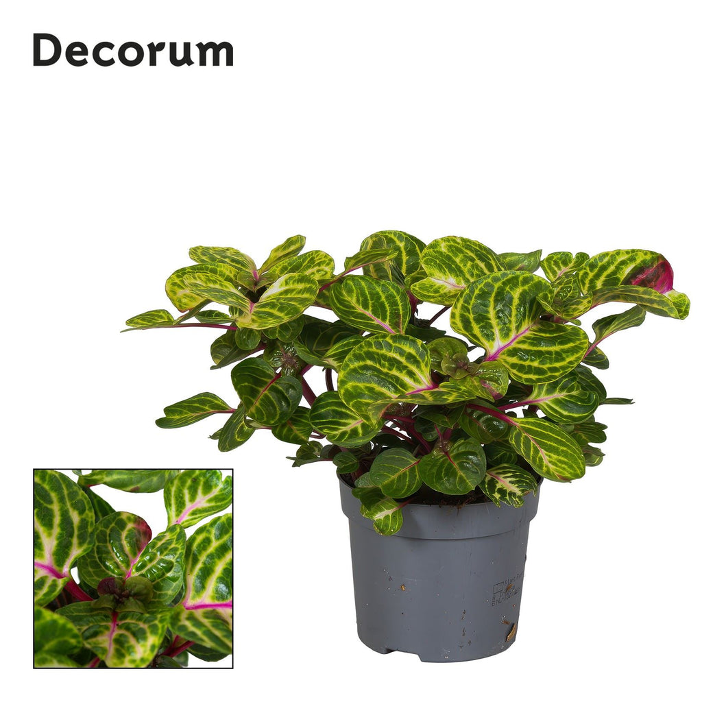 Iresine herbstii 'Rich Funnygold' (pot 13 cm, 20 cm)