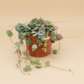 Ceropegia woodii – packshot