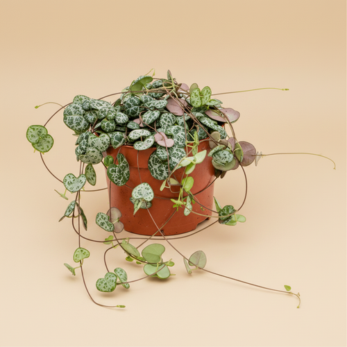 Ceropegia woodii – packshot