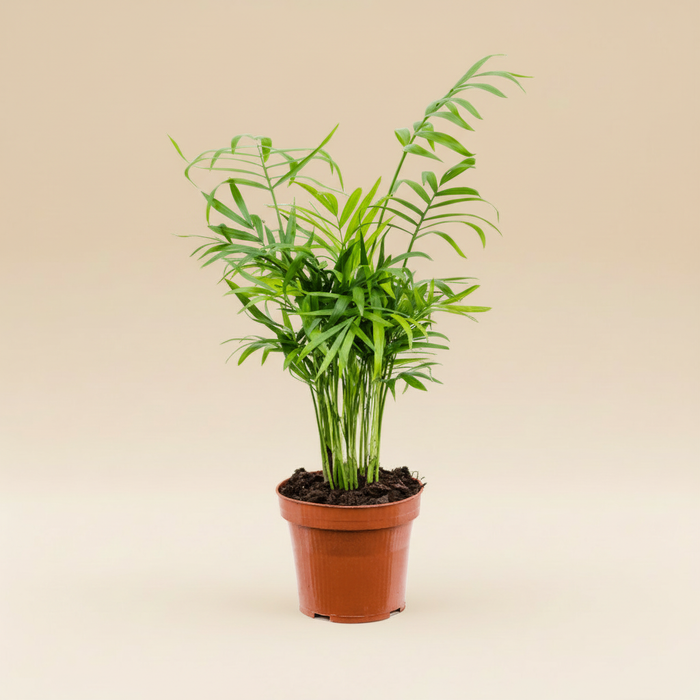 Chamaedorea elegans packshot warme achtergrond