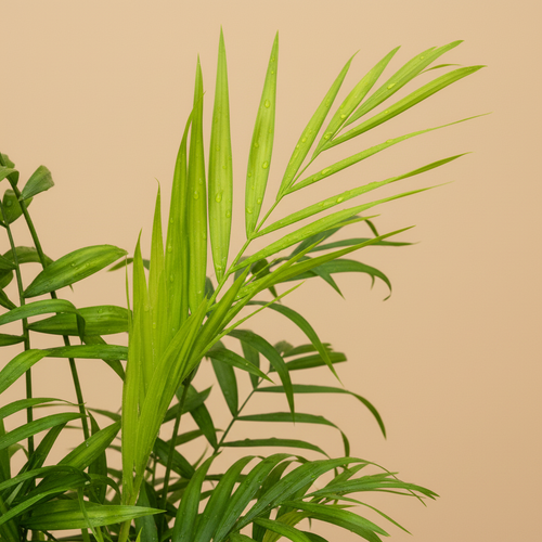 Chamaedorea palm – close-up bladeren
