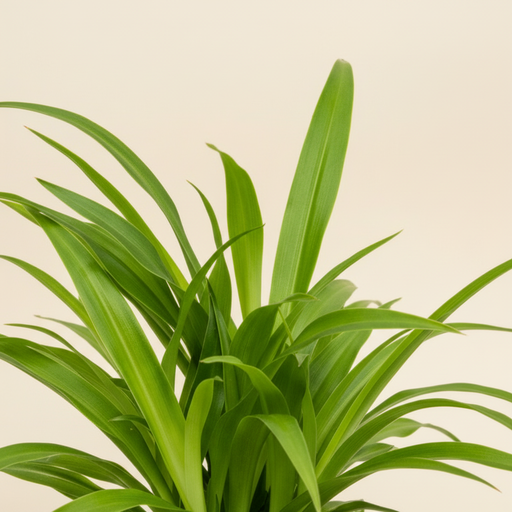 Chlorophytum Lemon Detail