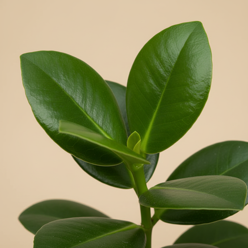 Clusia rosea – close-up glanzende bladeren