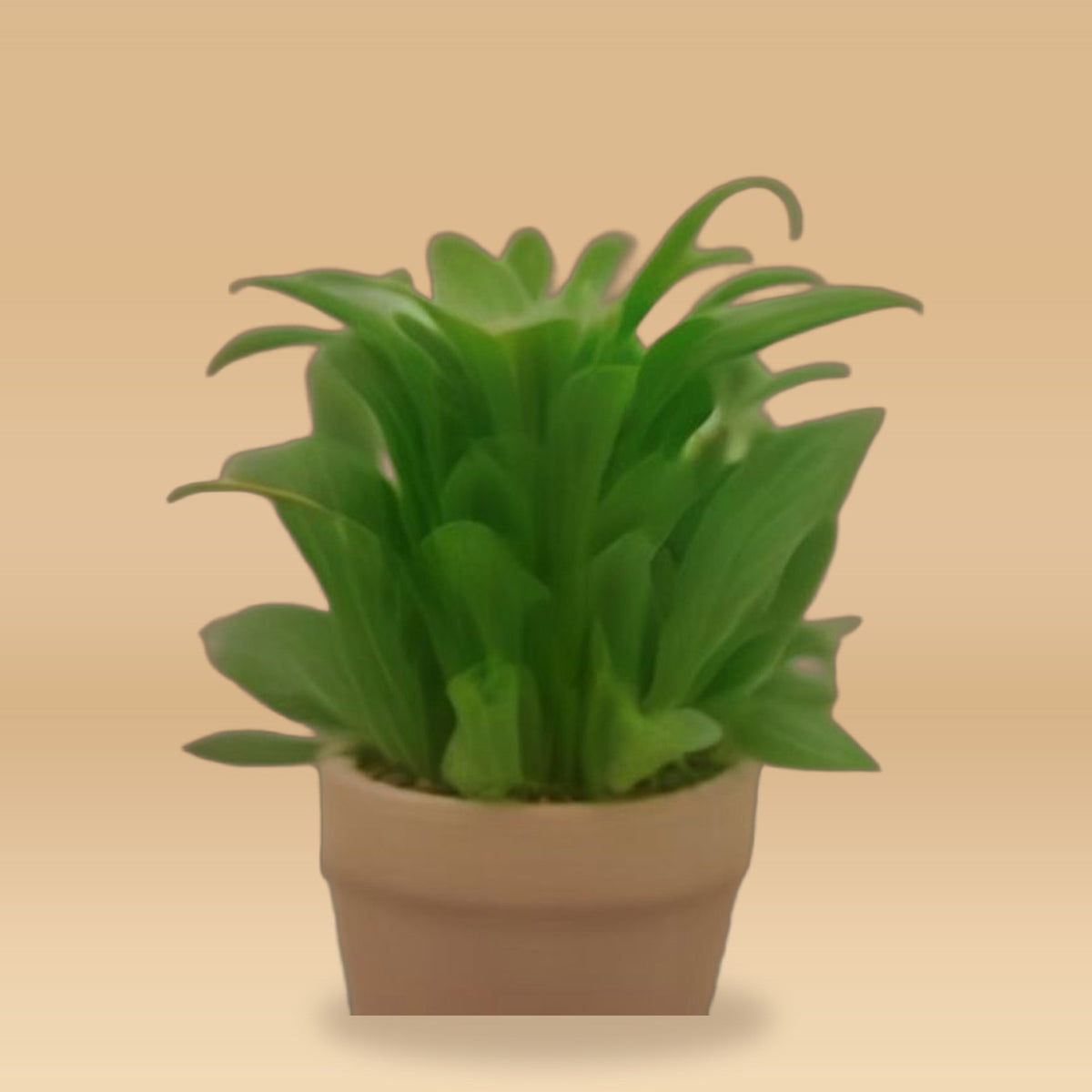 Clusia rosea 'Princess' — studio sample v2 (AI) beige style — voor review