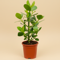 Clusia rosea – warme beige studioachtergrond