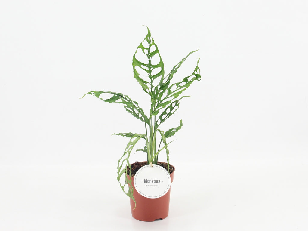 Monstera 'Obliqua Peru' (pot 12 cm, 35 cm)