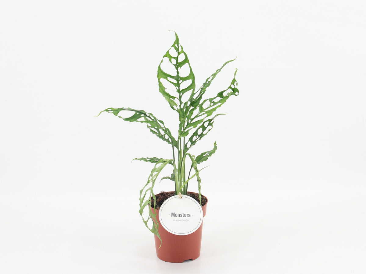 Monstera 'Obliqua Peru' (pot 12 cm, 35 cm)