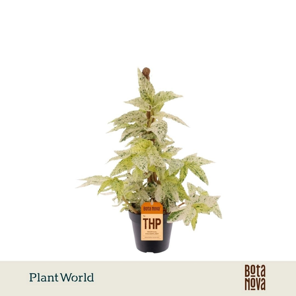 Pellionia repens 'Variegata' (mosstok) — pot 12 cm, 40 cm