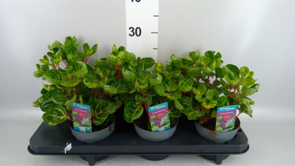 Iresine herbstii 'Rich Funnygold' (pot 13 cm, 20 cm)