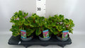 Iresine herbstii 'Rich Funnygold' (pot 13 cm, 20 cm)