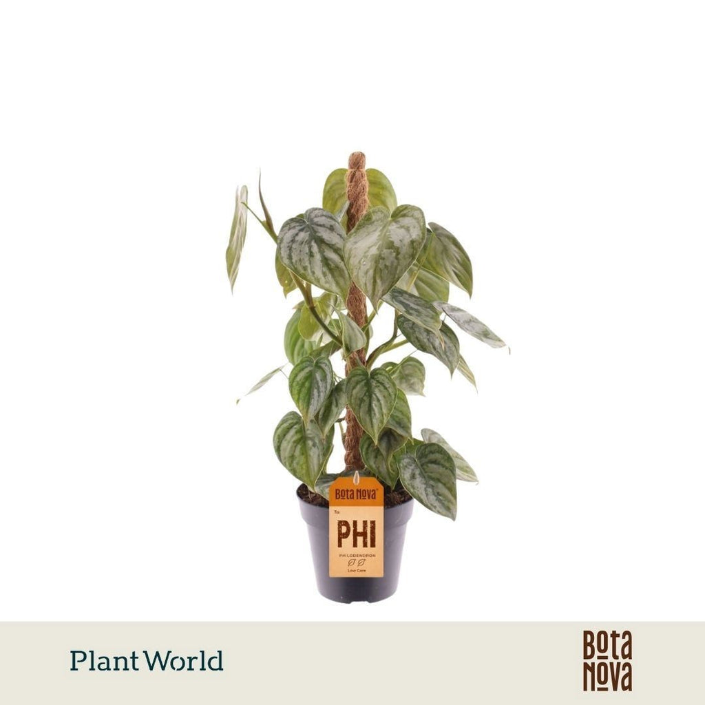 Philodendron brandtianum (mosstok) — pot 12 cm, 40 cm