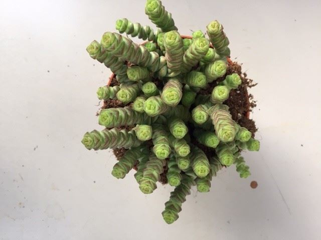 Crassula marnieriana 'Hottentot' (pot 12 cm, 20 cm)