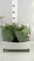 Rhipsalis 'Oasis' (hangpot) — pot 14 cm, 40 cm