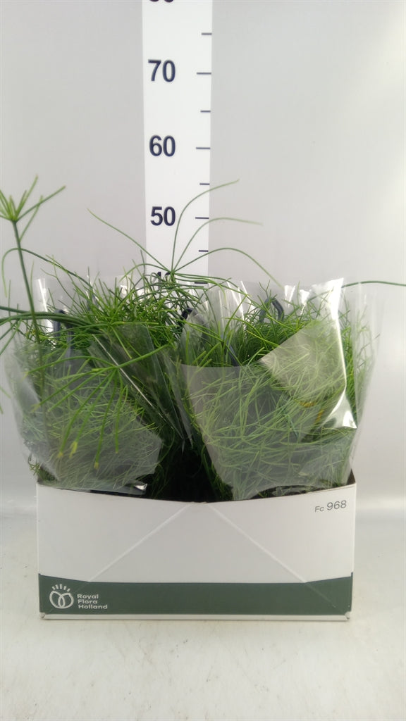 Rhipsalis 'Oasis' (hangpot) — pot 14 cm, 40 cm