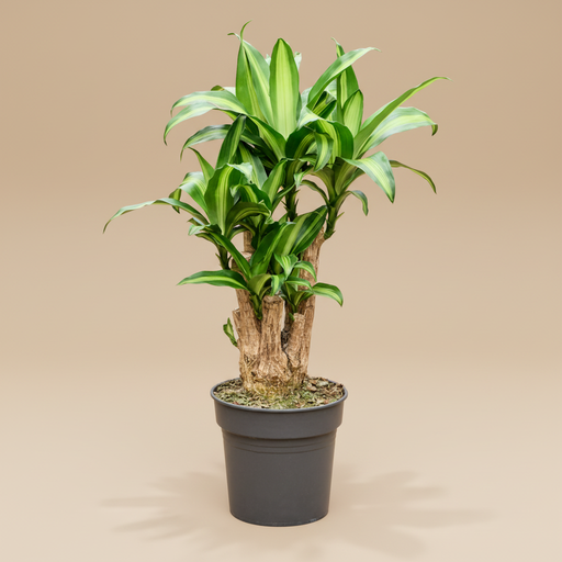 Dracaena Massangeana studio packshot