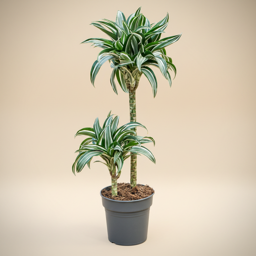Dracaena Packshot