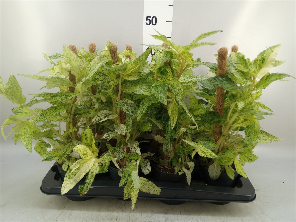 Pellionia repens 'Variegata' (mosstok) — pot 12 cm, 40 cm