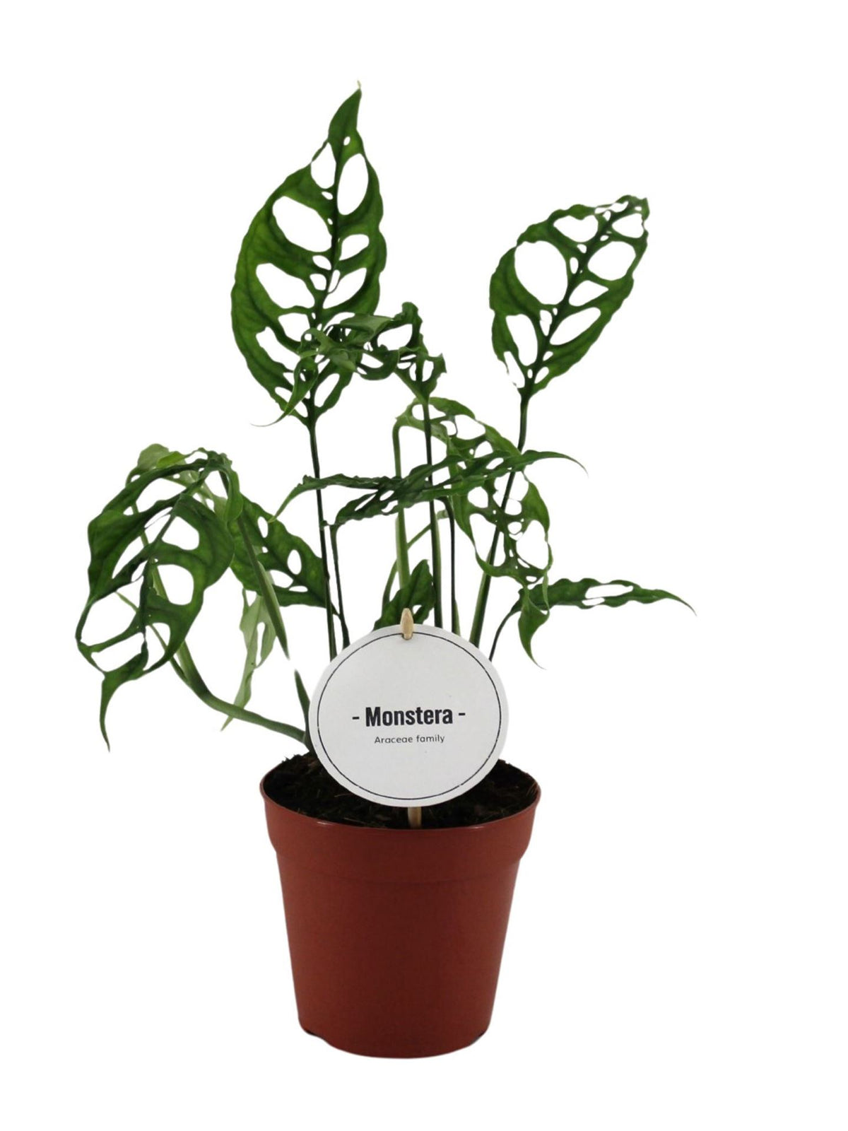 Monstera 'Obliqua Peru' (pot 12 cm, 35 cm)