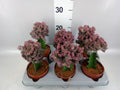 Euphorbia lactea (pot 10 cm, 22 cm)