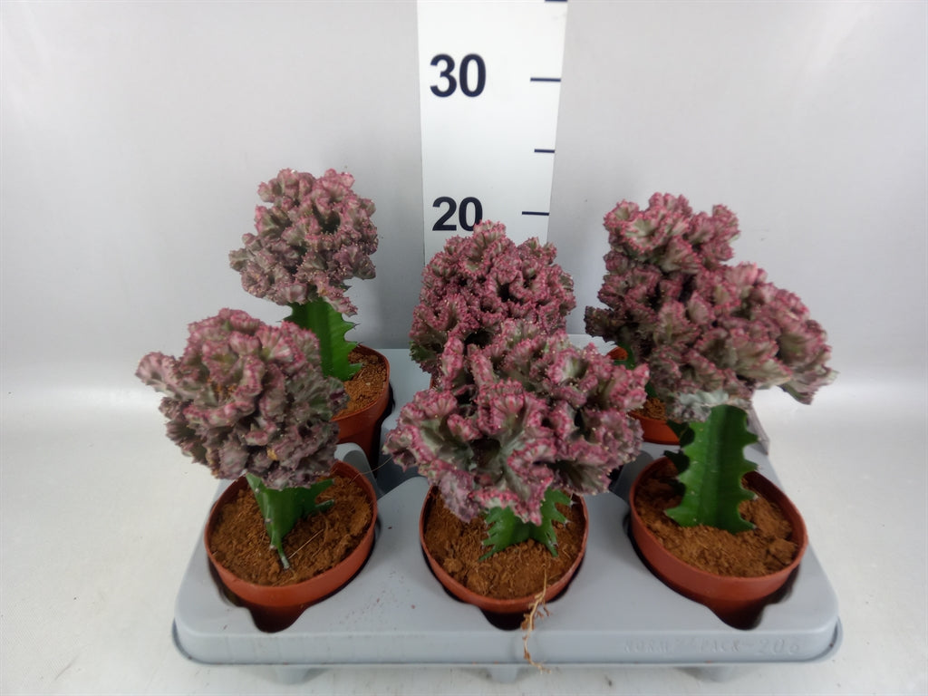 Euphorbia lactea (pot 10 cm, 22 cm)