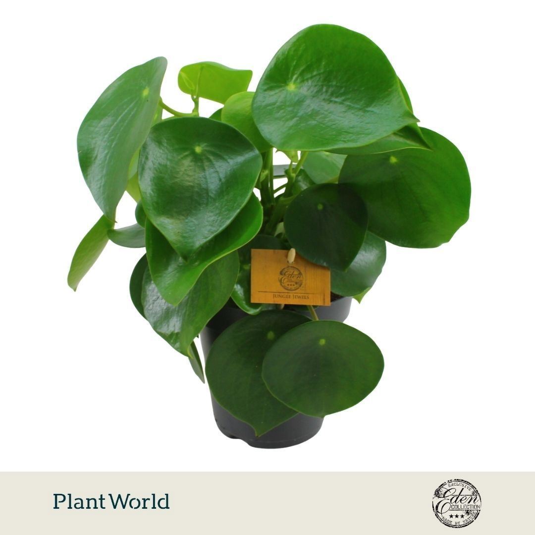 Peperomia polybotrya 'Raindrop' (pot 15 cm, 25 cm)