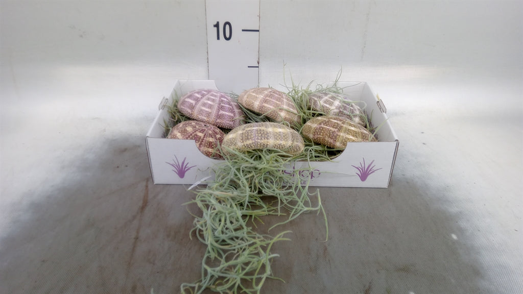 Tillandsia-arrangement 'Jellyfish' large (pot 7 cm, 7 cm)