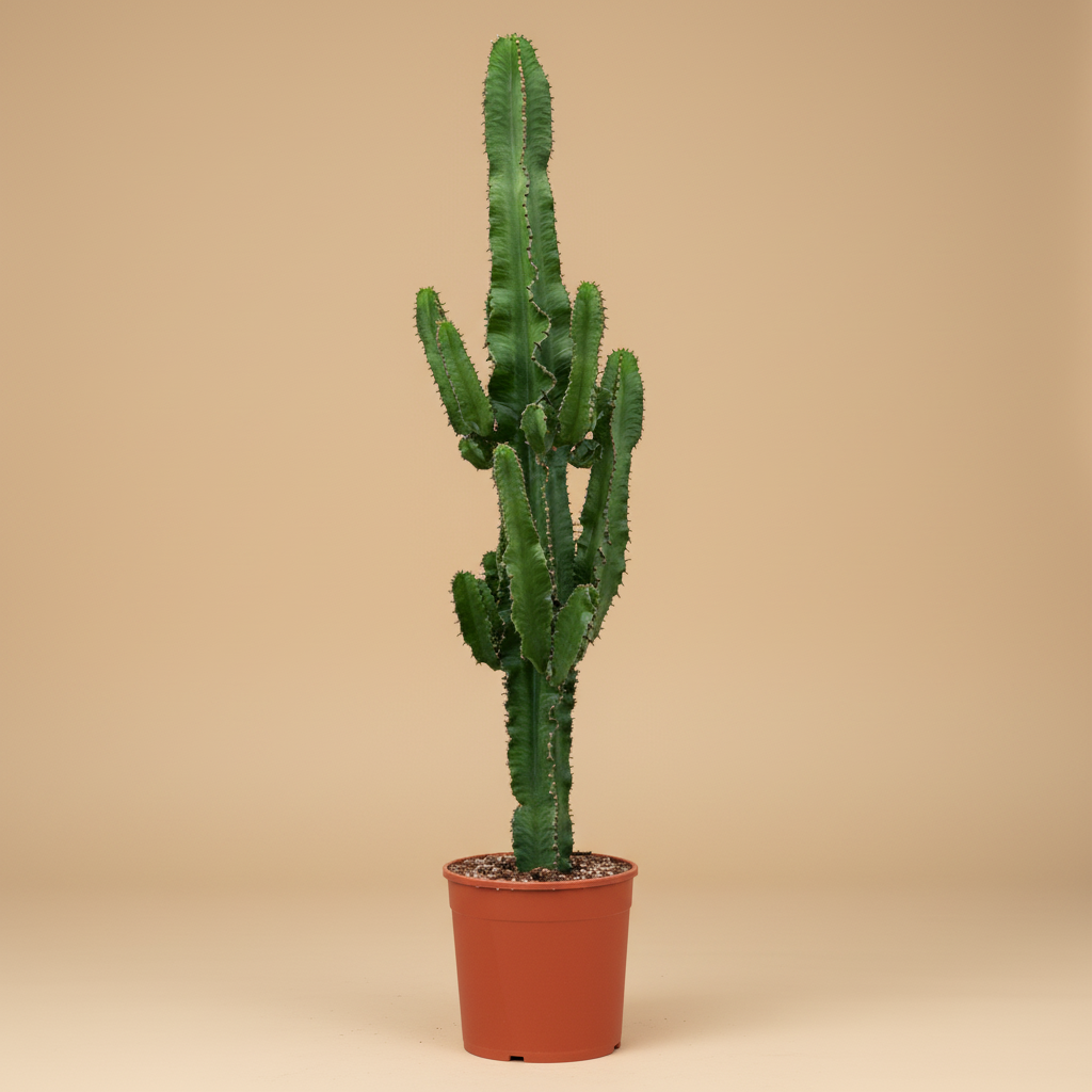 Euphorbia erytrea packshot