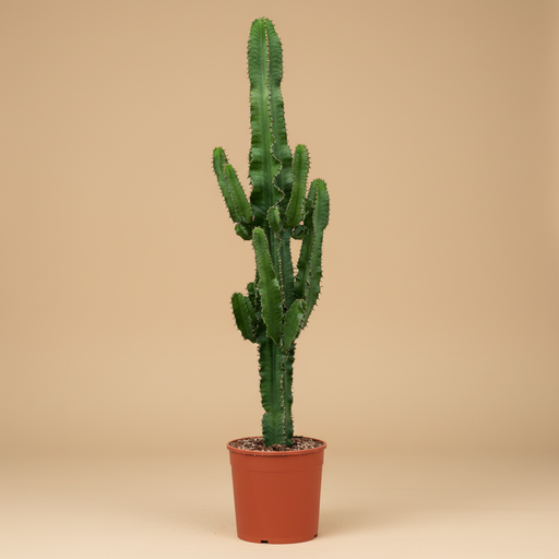 Euphorbia erytrea packshot