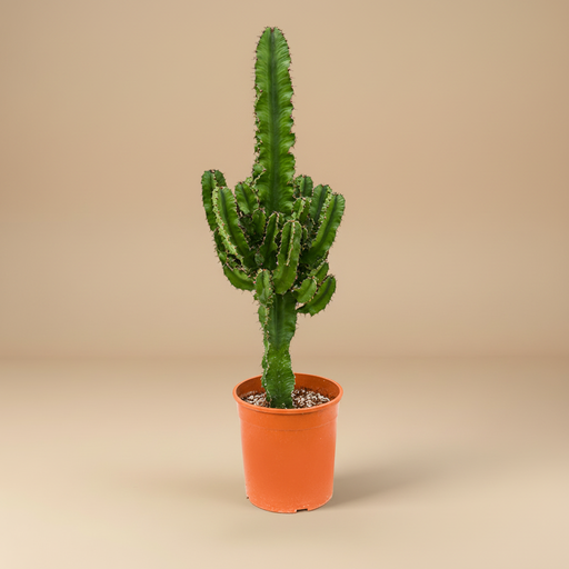 Euphorbia erytrea studio packshot