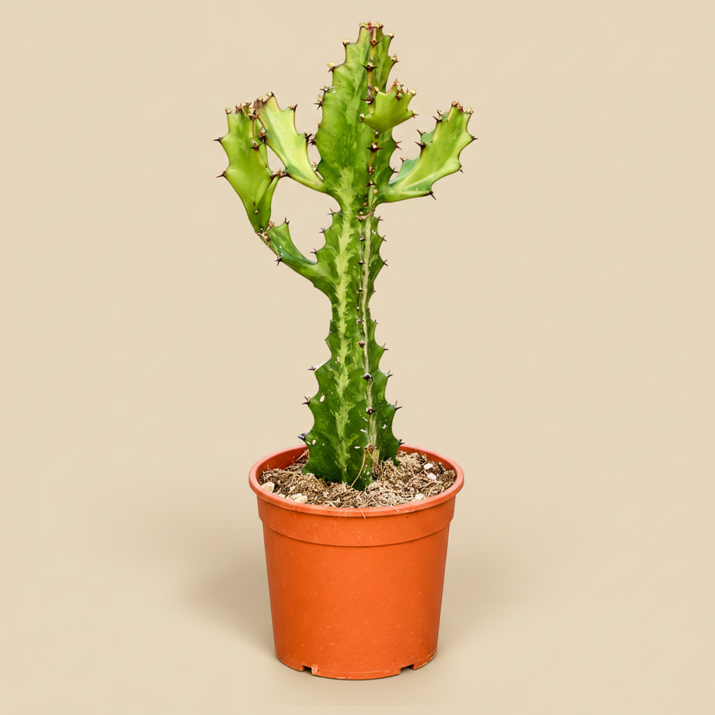 Euphorbia lactea – warme beige studioachtergrond