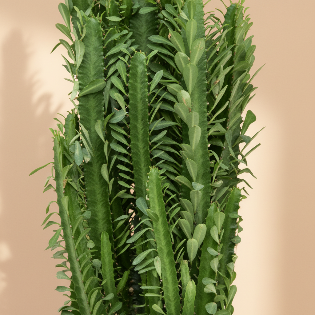 Euphorbia trigona – close-up stam