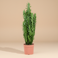 Euphorbia trigona – warme beige studioachtergrond