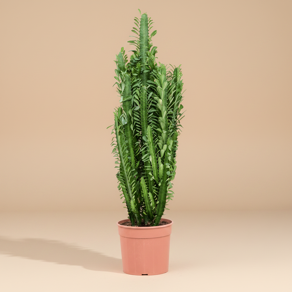 Euphorbia trigona – warme beige studioachtergrond