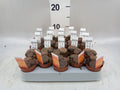Lithops (levende stenen) (pot 5 cm, 8 cm)