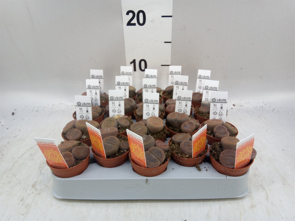 Lithops (levende stenen) (pot 5 cm, 8 cm)