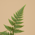 Humata tyermannii – close-up blad detail