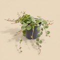 Peperomia Prostrata in keramische pot met warme beige studioachtergrond