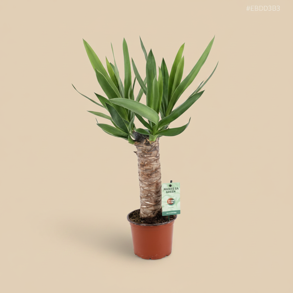 Yucca Enkele Stam 3+ Kop - warme beige studioachtergrond