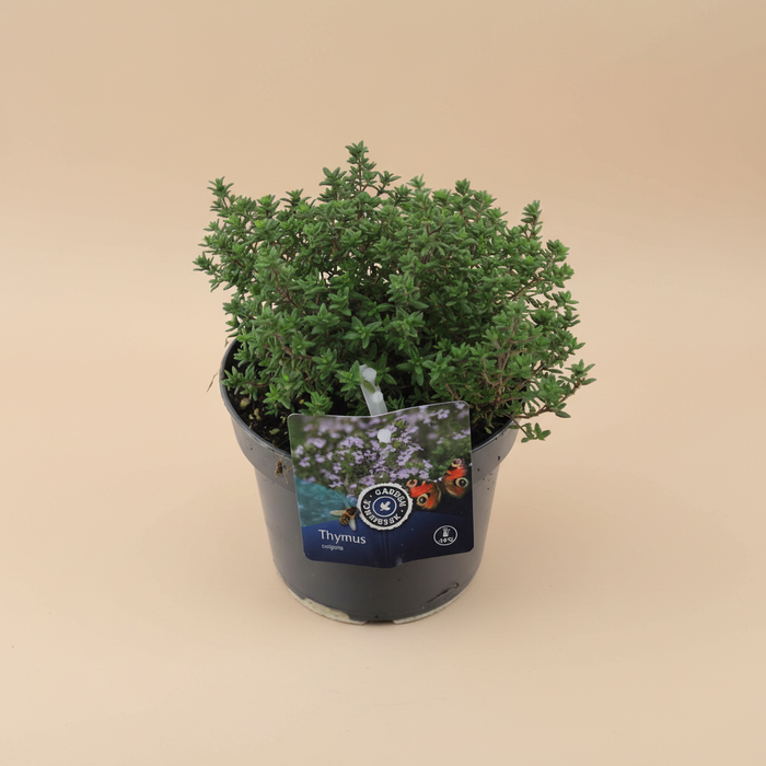 Thymus vulgaris Compactus - Paarse Tijm in pot