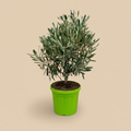 Olea Europaea in groene pot met warme beige studioachtergrond