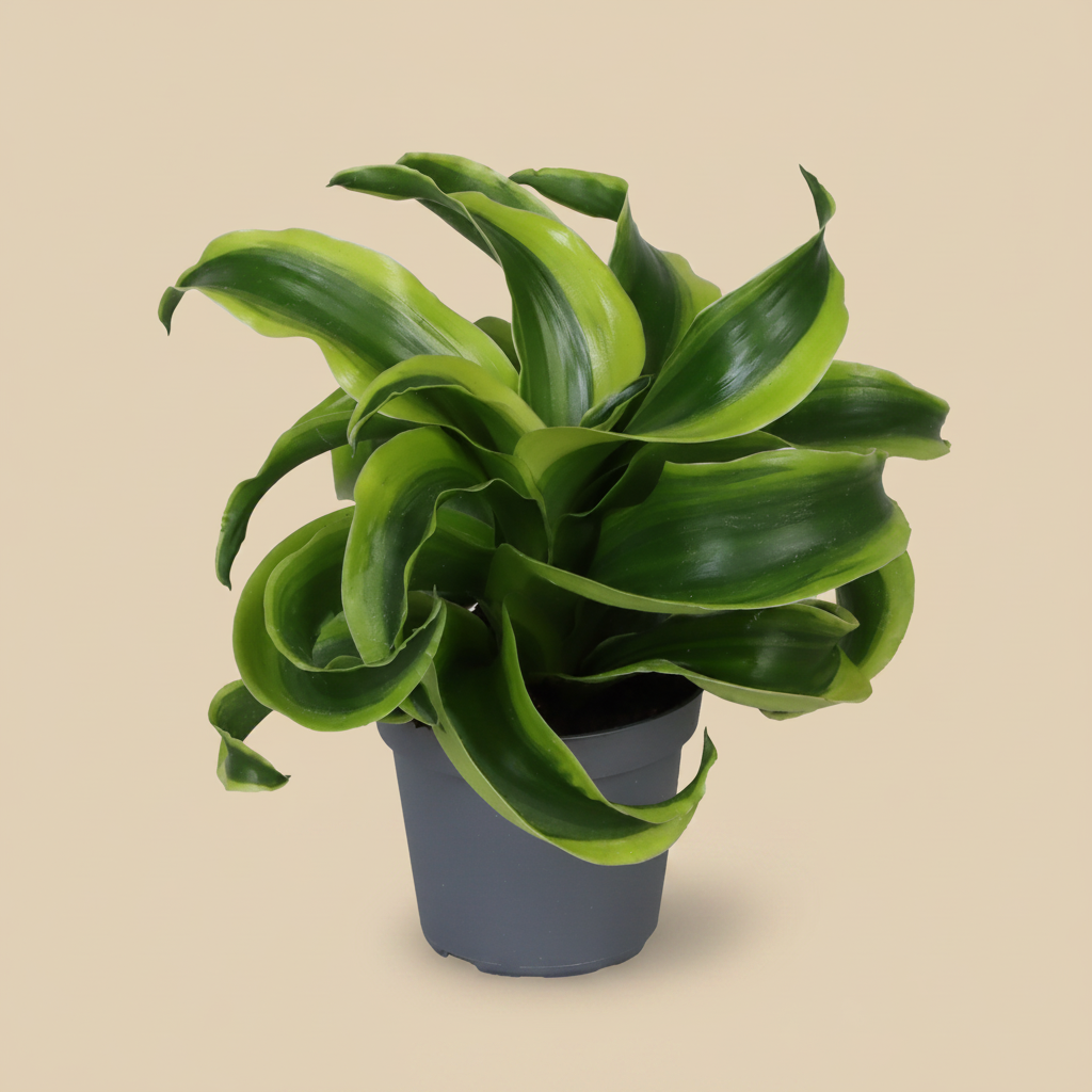 Dracaena fragrans Tornado – warme beige studioachtergrond