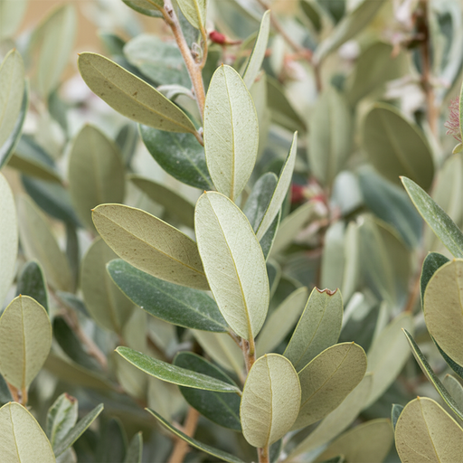 Close-up van Acca sellowiana grijsgroene bladeren