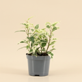 Ficus benjamina 'Petite Samantha' op warme beige studioachtergrond