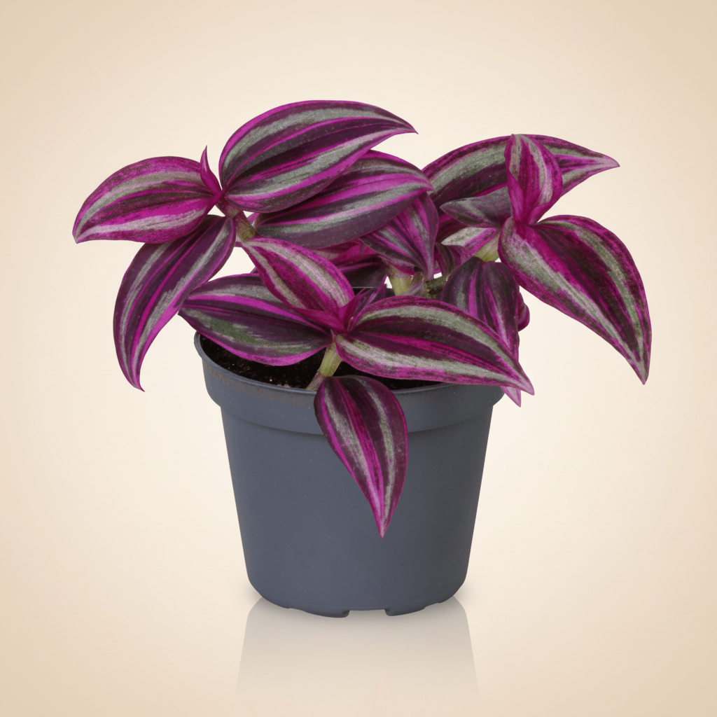 Tradescantia zebrina Pink Paradise in grijze pot op crème achtergrond