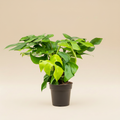 Monstera minima - Minifensgat in pot