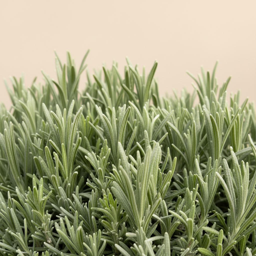Lavandula angustifolia Munstead - Detail bladeren