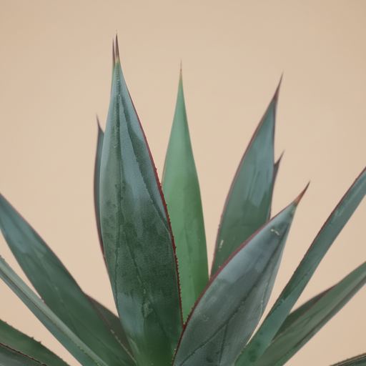 Agave Shaka Zulu - Detail bladeren