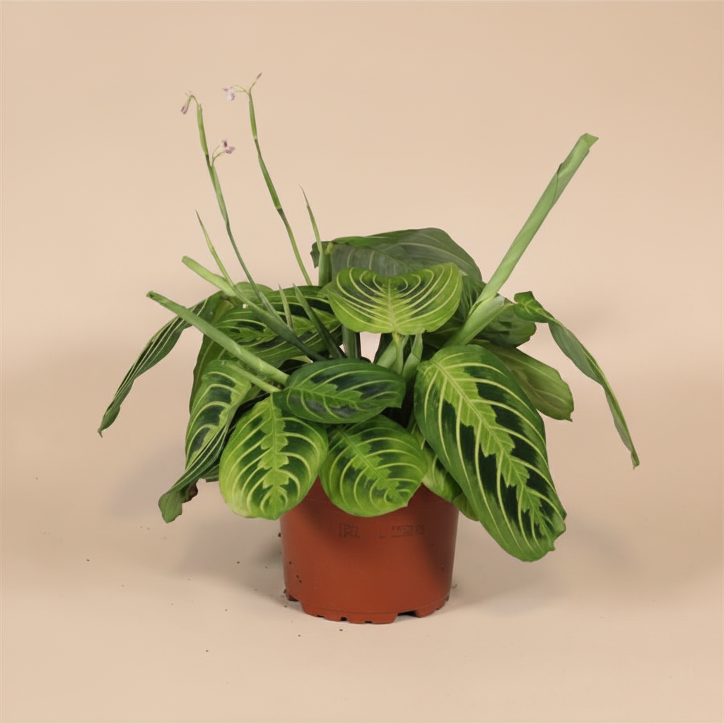 Maranta Leuconeura Lemon Lime warme beige studioachtergrond