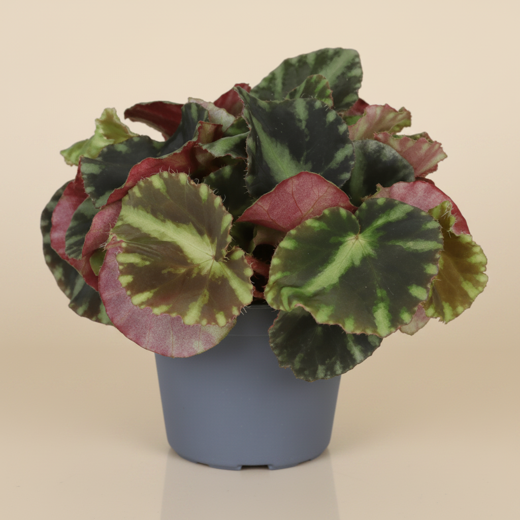 Begonia Rex Cleopatrae | catalogusfoto